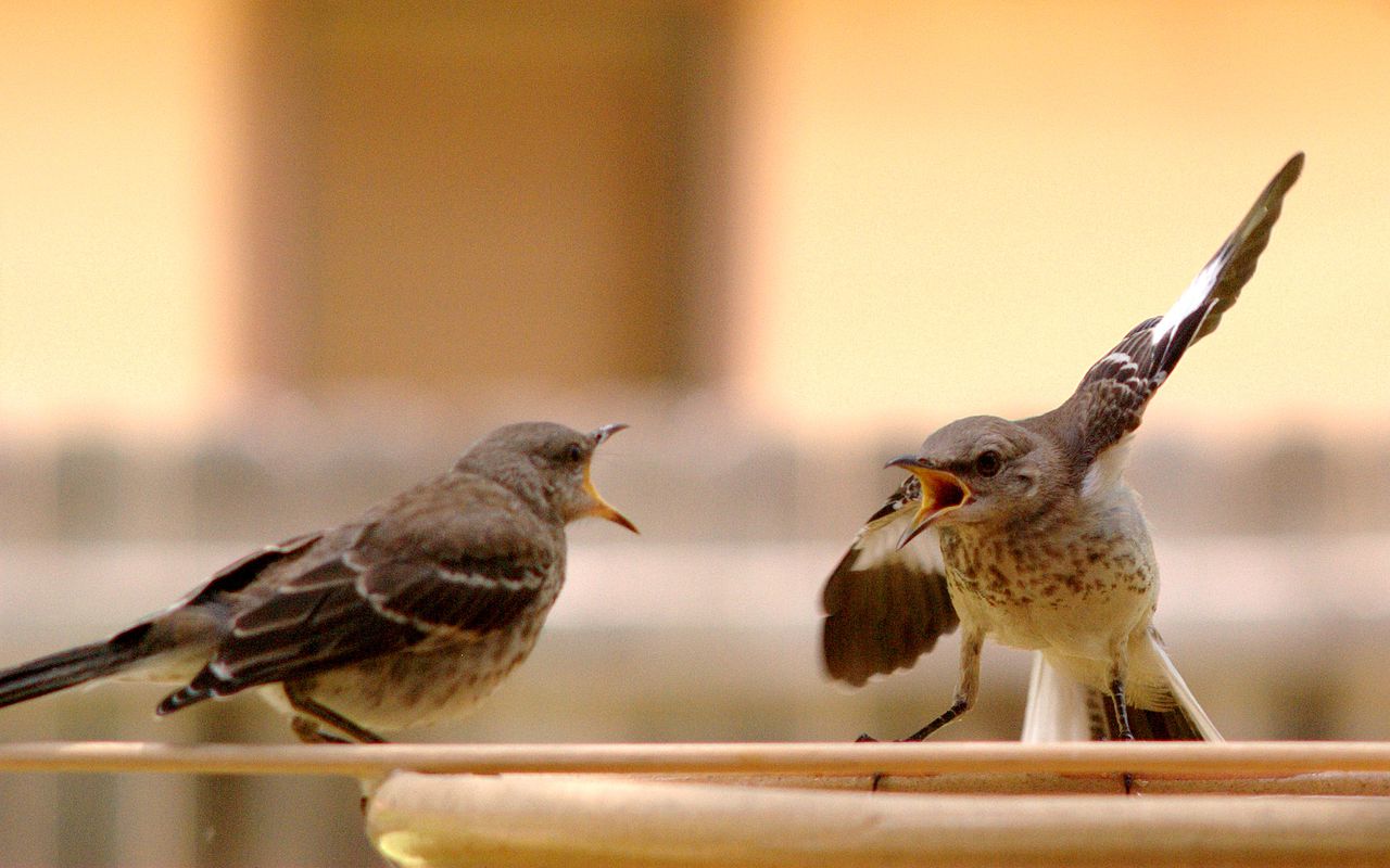 Two birds screaming at each other as if they are arguing.